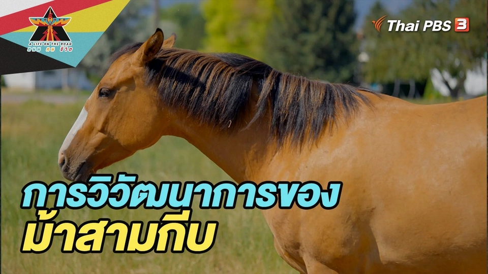 ​การวิวัฒนาการของม้าสามกีบ