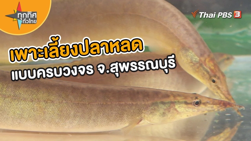 ​อาชีพทั่วไทย : เพาะเลี้ยงปลาหลดแบบครบวงจร จ.สุพรรณบุรี