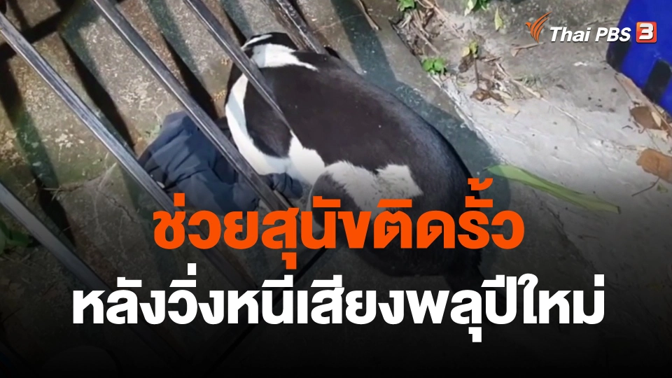 ช่วยสุนัขติดรั้วหลังวิ่งหนีเสียงพลุปีใหม่