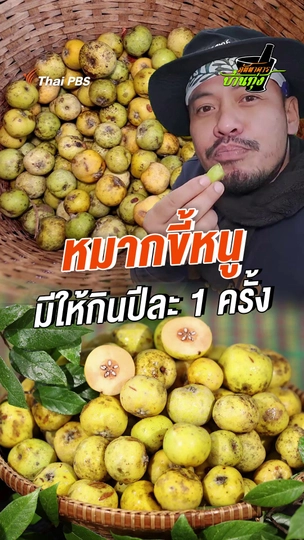 หมากขี้หนูมีให้กินปีละครั้ง