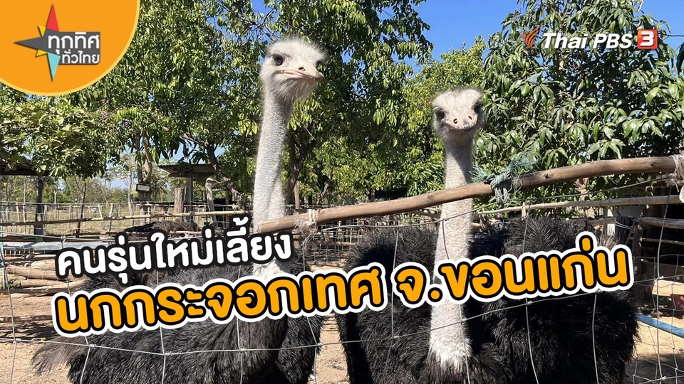 อาชีพทั่วไทย : คนรุ่นใหม่เลี้ยงนกกระจอกเทศ จ.ขอนแก่น