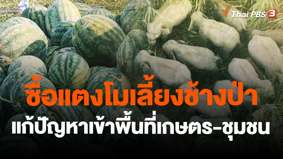 ซื้อแตงโมเลี้ยงช้างป่า แก้ปัญหาเข้าพื้นที่เกษตร-ชุมชน