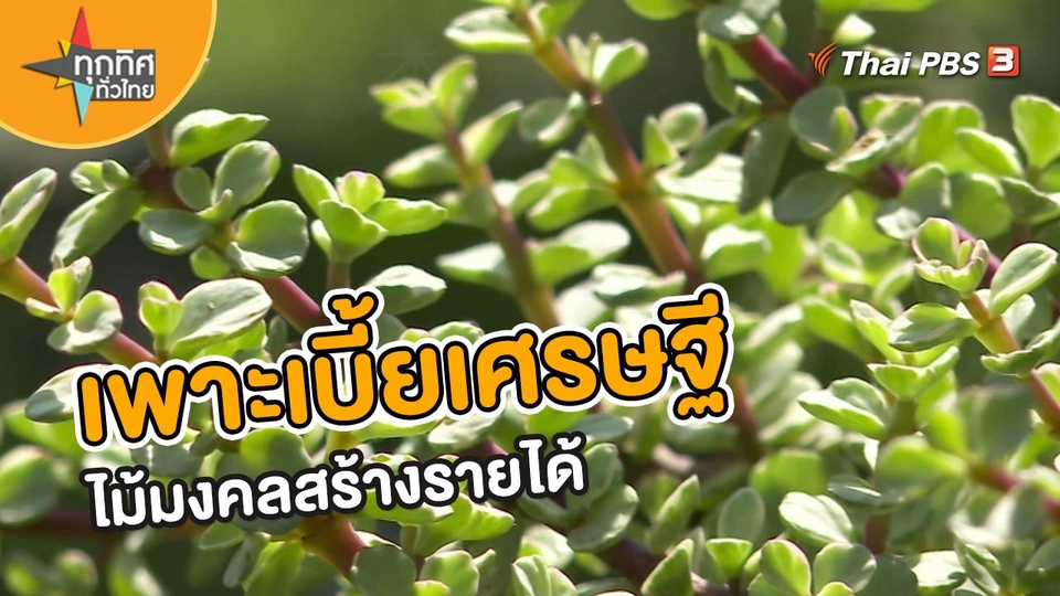 ​อาชีพทั่วไทย : เพาะเบี้ยเศรษฐีไม้มงคลสร้างรายได้