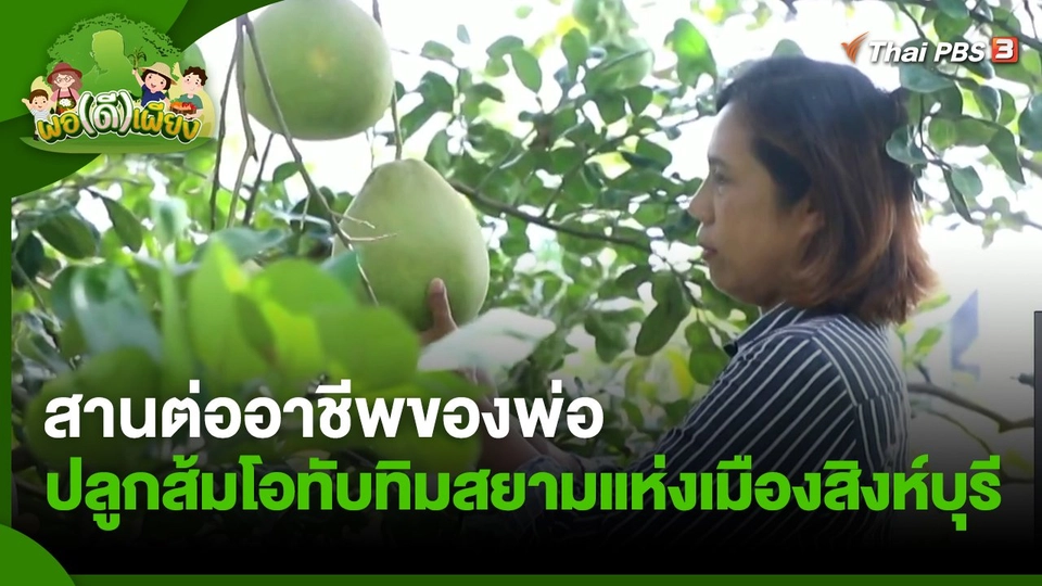 พอดีพอเพียง : สานต่ออาชีพของพ่อ ปลูกส้มโอทับทิมสยามแห่งเมืองสิงห์บุรี