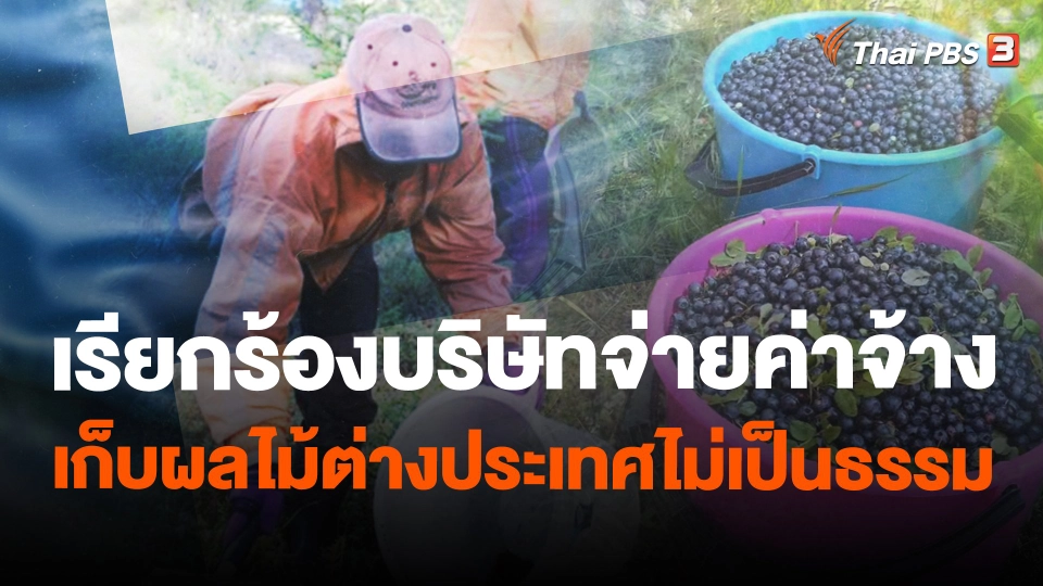 เรียกร้องบริษัทจ่ายค่าจ้างเก็บผลไม้ต่างประเทศไม่เป็นธรรม