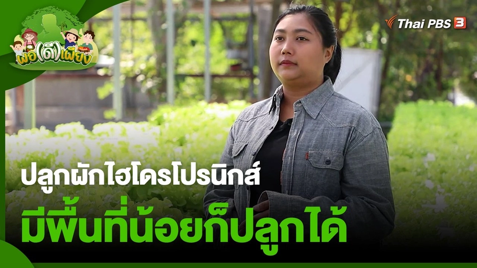 ​พอดีพอเพียง : ปลูกผักไฮโดรโปรนิกส์มีพื้นที่น้อยก็ปลูกได้