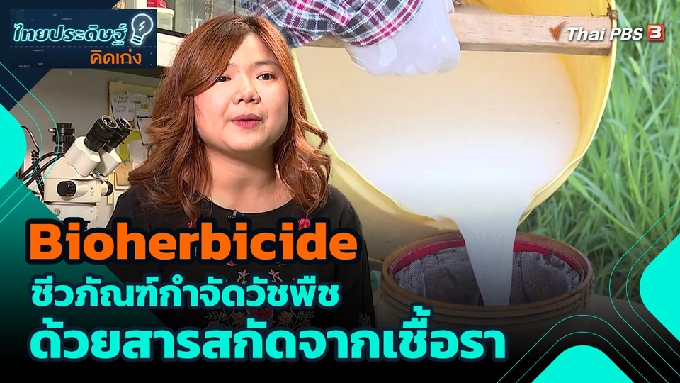 ​ไทยประดิษฐ์คิดเก่ง : Bioherbicide ชีวภัณฑ์กำจัดวัชพืชด้วยสารสกัดจากเชื้อรา