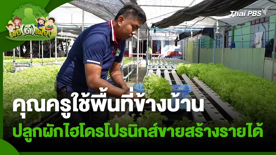 ​พอดีพอเพียง : คุณครูใช้พื้นที่ข้างบ้าน ปลูกผักไฮโดรโปรนิกส์ขายสร้างรายได้