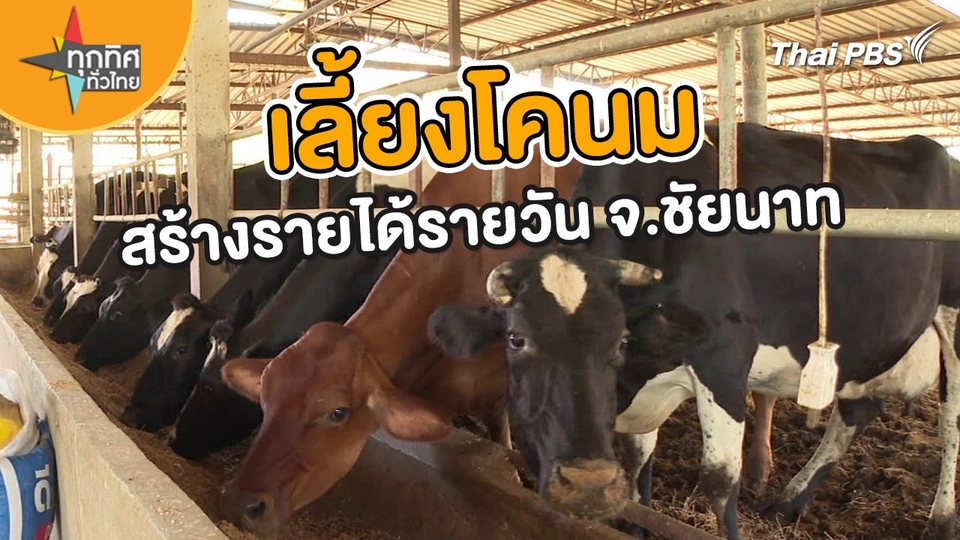 อาชีพทั่วไทย : เลี้ยงโคนมสร้างรายได้รายวัน จ.ชัยนาท