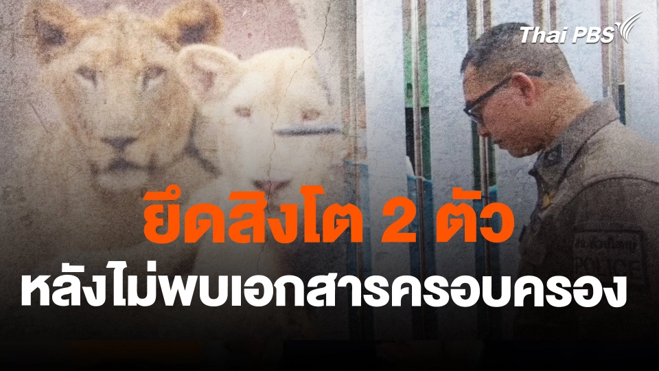 ยึดสิงโต 2 ตัว หลังไม่พบเอกสารครอบครอง