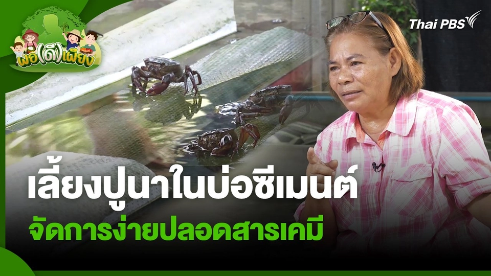 ​พอดีพอเพียง : เลี้ยงปูนาในบ่อซีเมนต์ จัดการง่ายปลอดสารเคมี