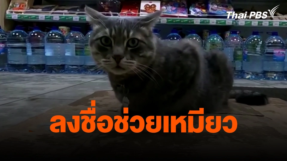 ​ลงชื่อช่วยเหมียว