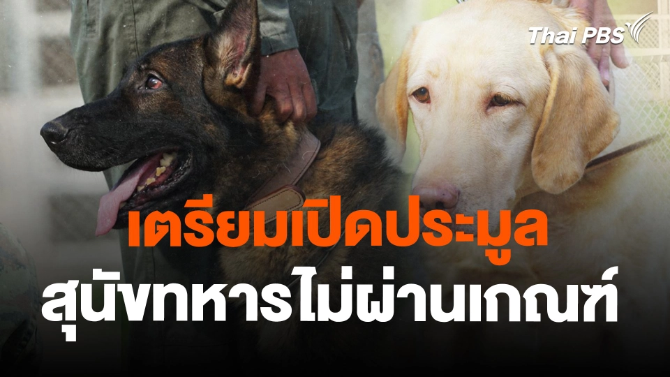 เตรียมเปิดประมูลสุนัขทหารไม่ผ่านเกณฑ์