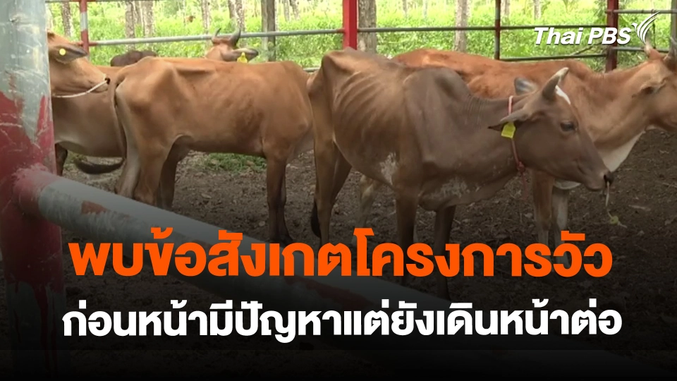 ​พบข้อสังเกตโครงการวัวก่อนหน้ามีปัญหา แต่ยังเดินหน้าต่อ