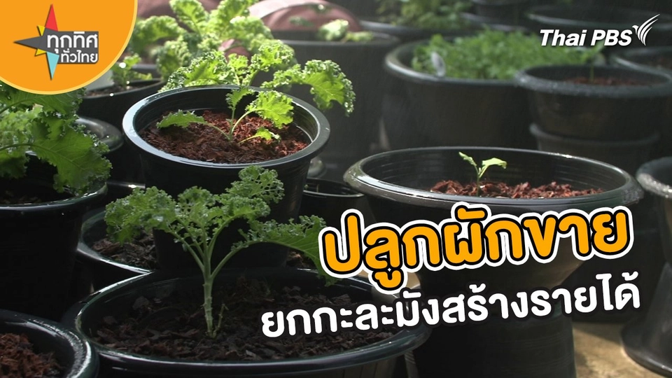 ​อาชีพทั่วไทย : ปลูกผักขายยกกะละมังสร้างรายได้