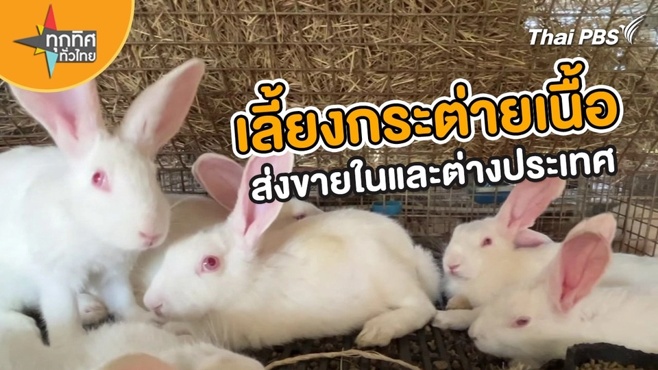 ​อาชีพทั่วไทย : เลี้ยงกระต่ายเนื้อส่งขายในและต่างประเทศ