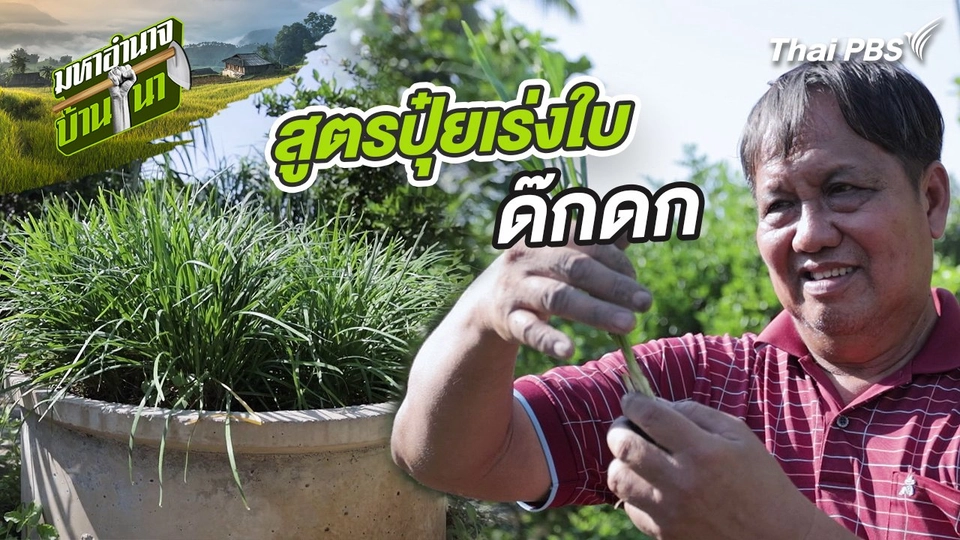 ​สูตรลับฉบับบ้านนา : สูตรปุ๋ยเร่งใบด๊กดก