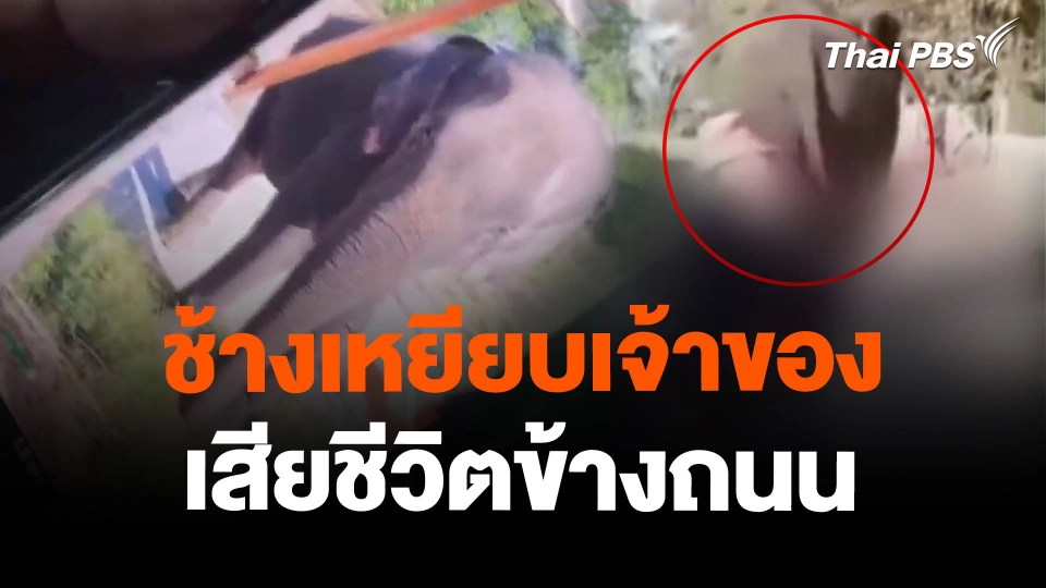 ช้างเหยียบเจ้าของเสียชีวิตข้างถนน