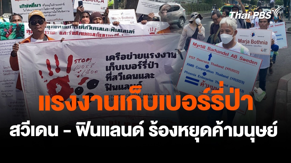 แรงงานเก็บเบอร์รี่ป่าสวีเดน - ฟินแลนด์ ร้องหยุดค้ามนุษย์