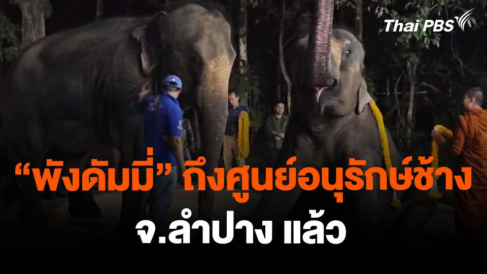 "พังดัมมี่" ถึงศูนย์อนุรักษ์ช้าง จ.ลำปาง แล้ว