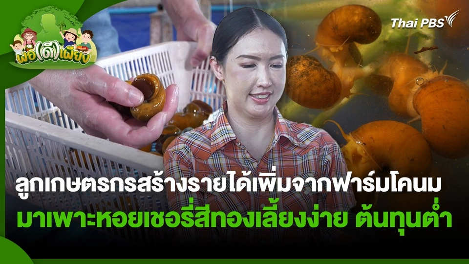 พอดีพอเพียง : ลูกเกษตรกรสร้างรายได้เพิ่มจากฟาร์มโคนม มาเพาะหอยเชอรี่สีทองเลี้ยงง่าย ต้นทุนต่ำ