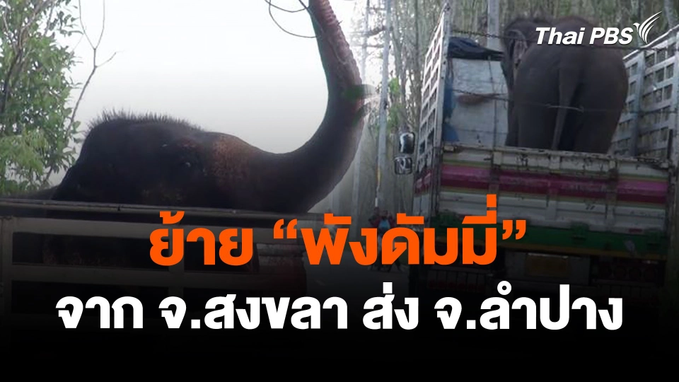 ย้าย "พังดัมมี่" จาก จ.สงขลา ส่ง จ.ลำปาง