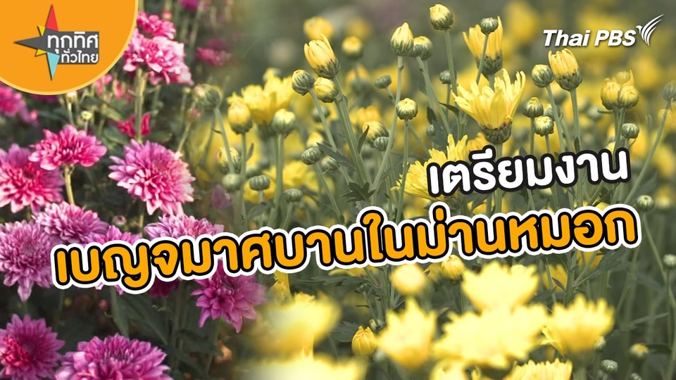 ​วิถีทั่วไทย : เตรียมงานเบญจมาศบานในม่านหมอก