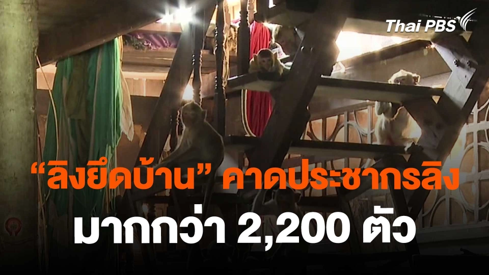 ​"ลิงยึดบ้าน" คาดประชากรลิงลพบุรี มากกว่า 2,200 ตัว