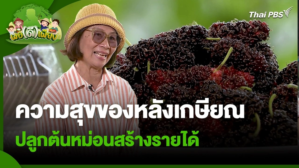 ​พอดีพอเพียง : ความสุขของหลังเกษียณ ปลูกต้นหม่อนสร้างรายได้