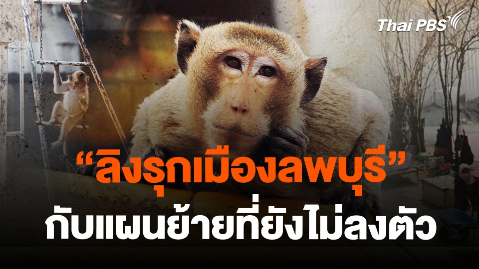 "ลิงรุกเมืองลพบุรี" กับแผนย้ายที่ยังไม่ลงตัว