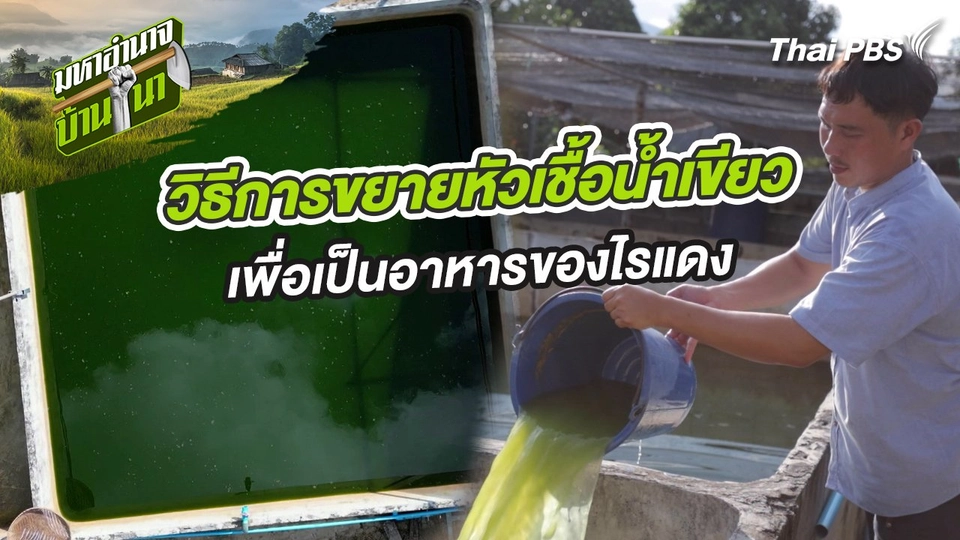 สูตรลับฉบับบ้านนา : วิธีการขยายหัวเชื้อน้ำเขียวเพื่อเป็นอาหารของไรแดง