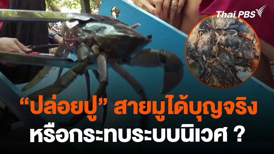 ปล่อยปู สายมูได้บุญจริง-กระทบระบบนิเวศ ?