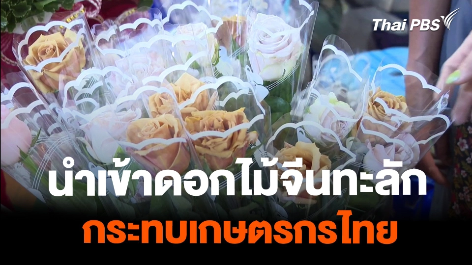 ดอกไม้นำเข้าจากจีนทะลัก กระทบเกษตรกรไทย | วันใหม่ไทยพีบีเอส