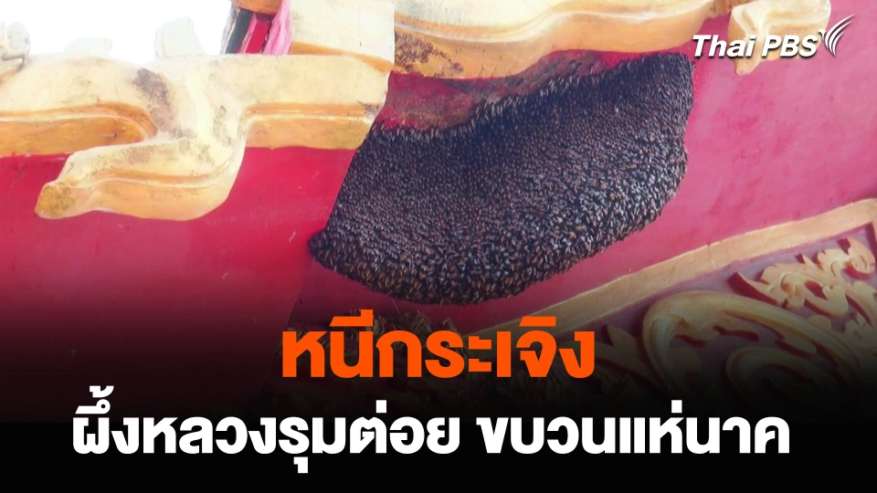 “ผึ้งหลวง” รุมต่อยขบวนแห่นาค เจ็บกว่า 40 คน