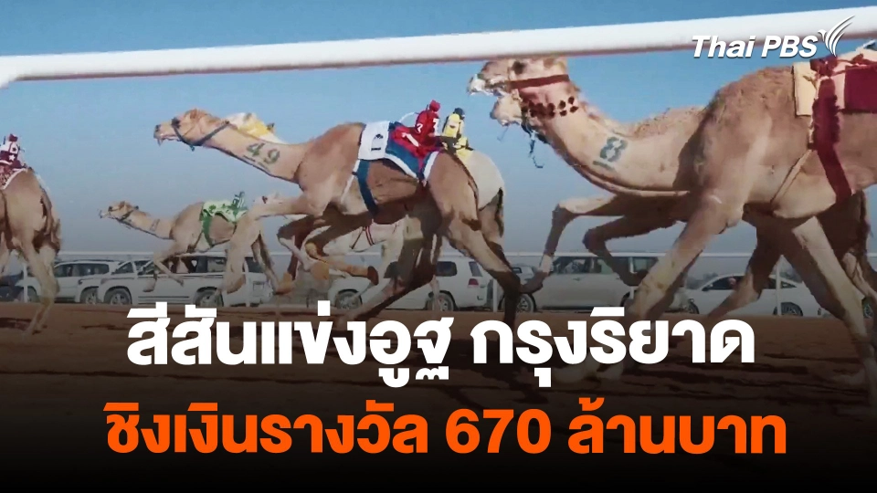 สีสันแข่งอูฐที่กรุงริยาด | วันใหม่ไทยพีบีเอส