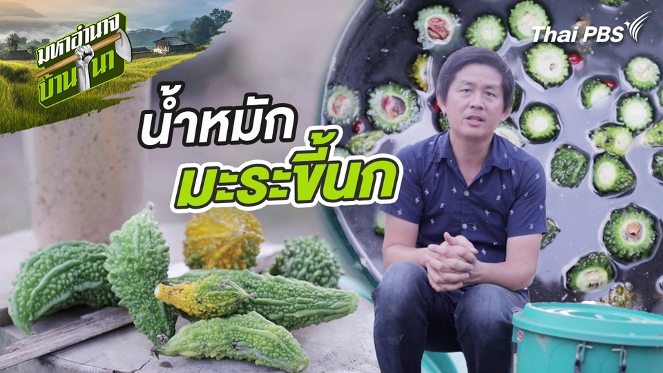 สูตรลับฉบับบ้านนา : น้ำหมักมะระขี้นก