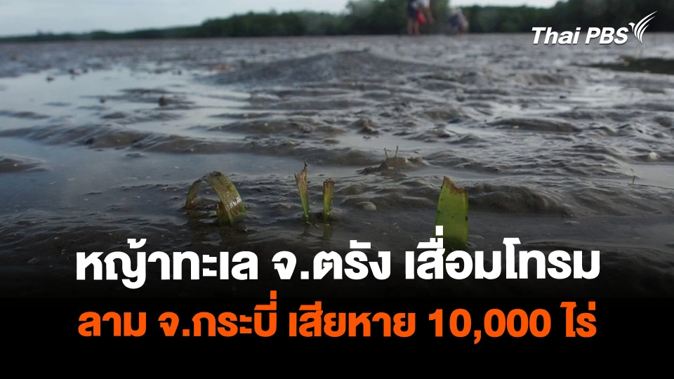 วิกฤตหญ้าทะเล จ.ตรัง เสื่อมโทรมลาม จ.กระบี่ เสียหาย 10,000 ไร่