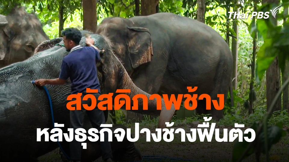 สวัสดิภาพช้าง หลังธุรกิจปางช้างฟื้นตัว