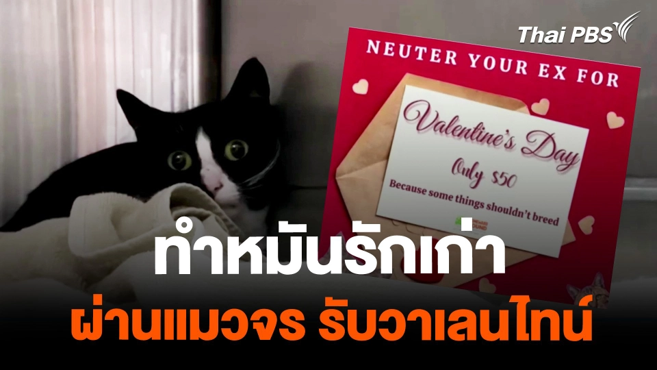 สหรัฐฯ ผุดโครงการทำหมันรักเก่าผ่านแมวจร | วันใหม่ไทยพีบีเอส