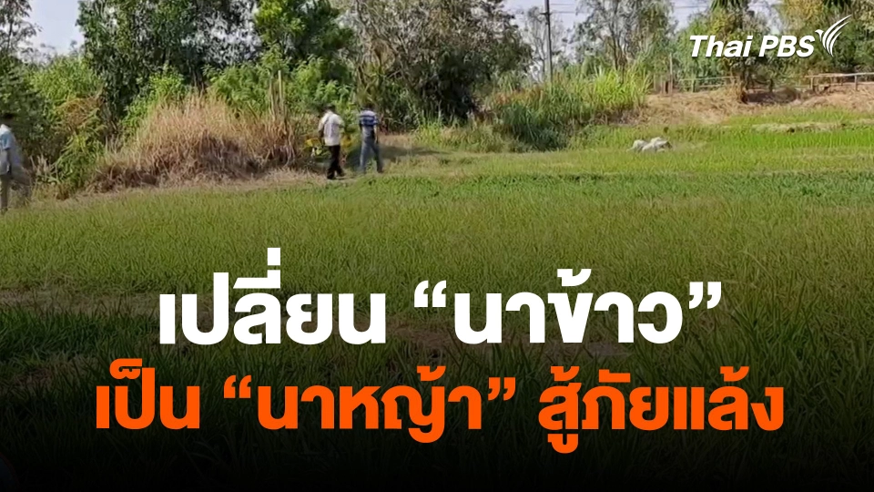 เปลี่ยนนาข้าวมาเป็นนาหญ้าสด ขายสู้ภัยแล้ง | วันใหม่ไทยพีบีเอส