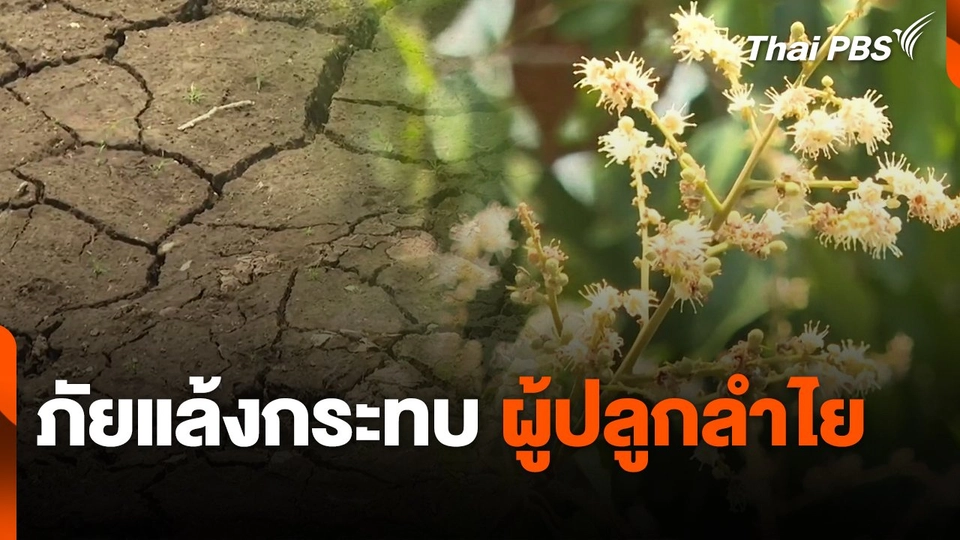 ภัยแล้งกระทบผู้ปลูกลำไย จ.จันทบุรี