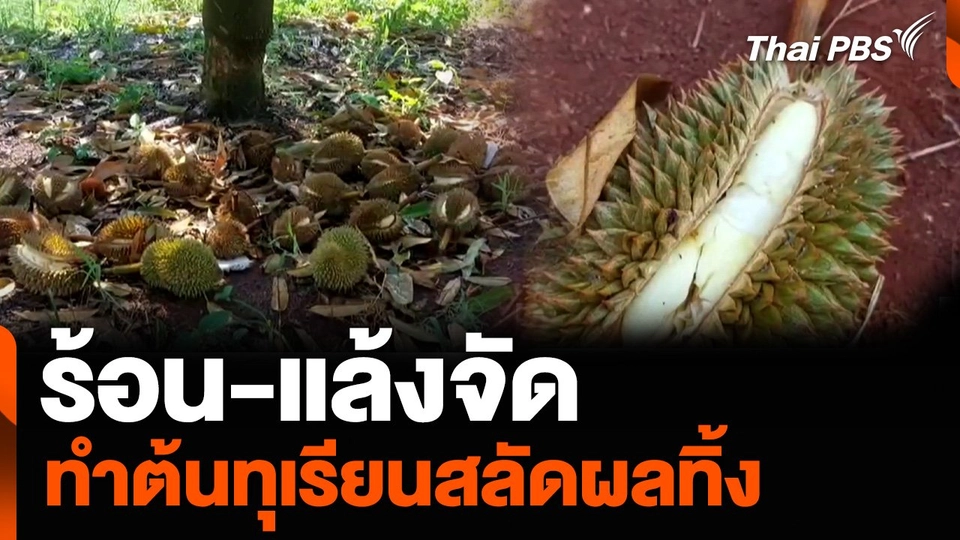 ร้อน-แล้งจัด ทำต้นทุเรียนสลัดผลทิ้ง