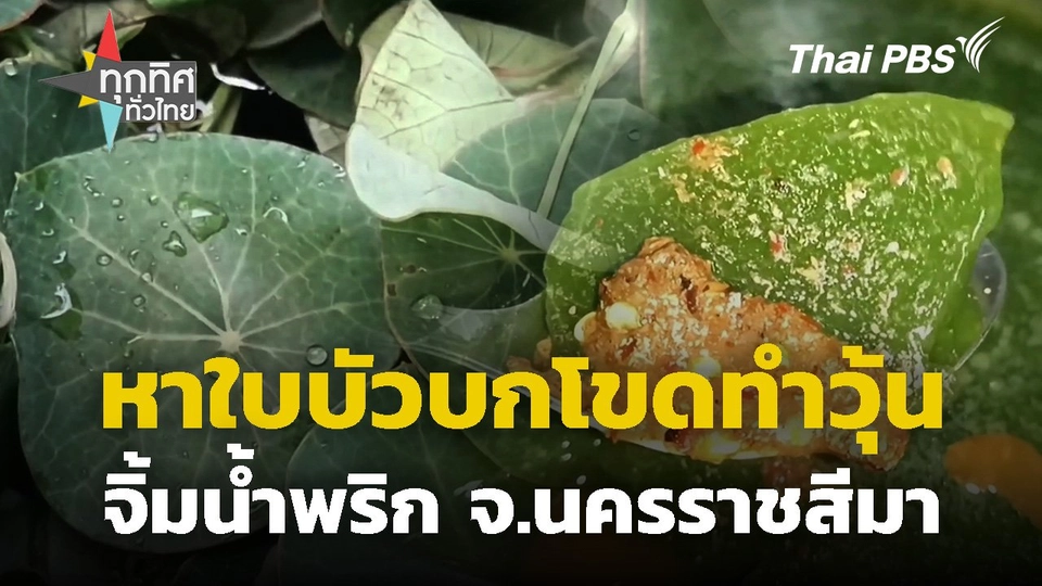 หาใบบัวบกโขดทำวุ้นจิ้มน้ำพริก จ.นครราชสีมา