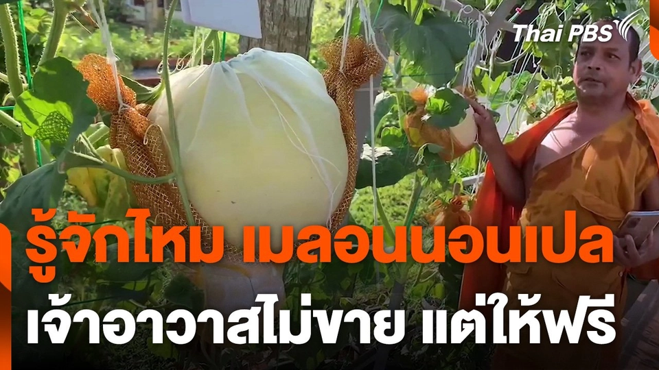 พระปลูกเมลอนนอนเปล ญาติโยมต่างจับจอง เจ้าอาวาสไม่ขาย แต่ให้ฟรี