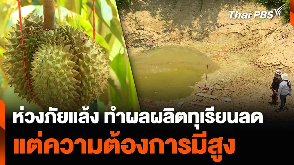 ห่วงภัยแล้ง ทำผลผลิตทุเรียนลดลง แต่ความต้องการมีสูง