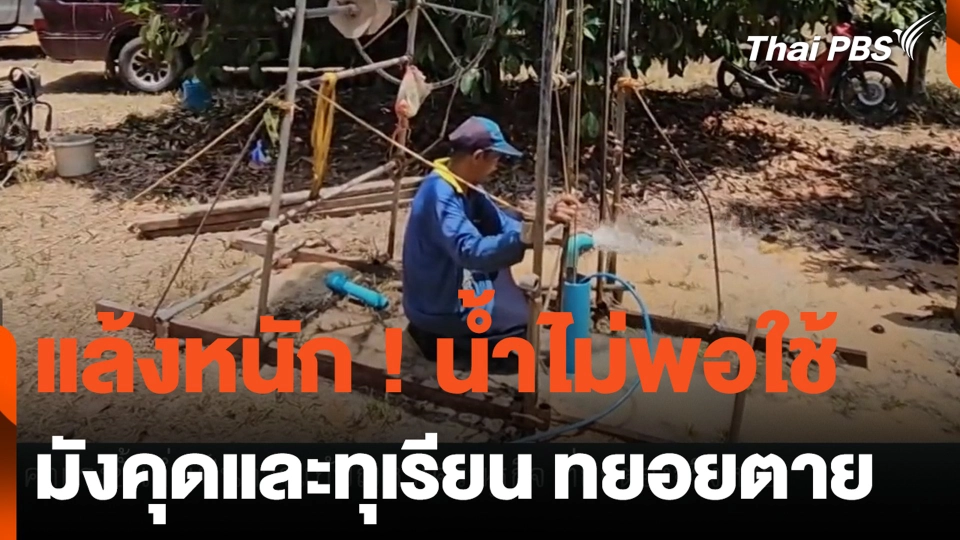 แล้งหนัก ! น้ำไม่พอใช้ มังคุดและทุเรียน ทยอยตาย