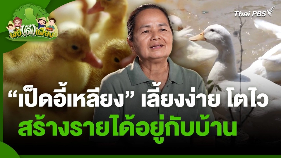 พอดีพอเพียง : "เป็ดอี้เหลียง" เลี้ยงง่าย โตไว สร้างรายได้อยู่กับบ้าน