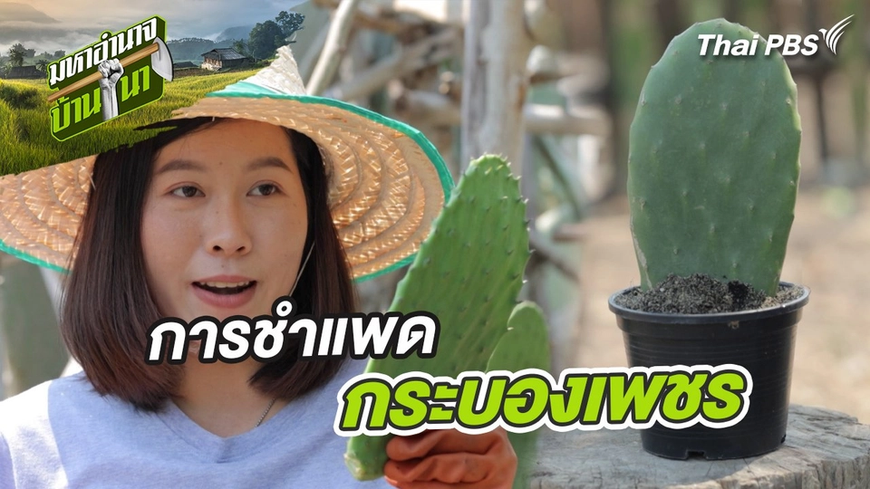 สูตรลับฉบับบ้านนา : การชำแพดกระบองเพชร