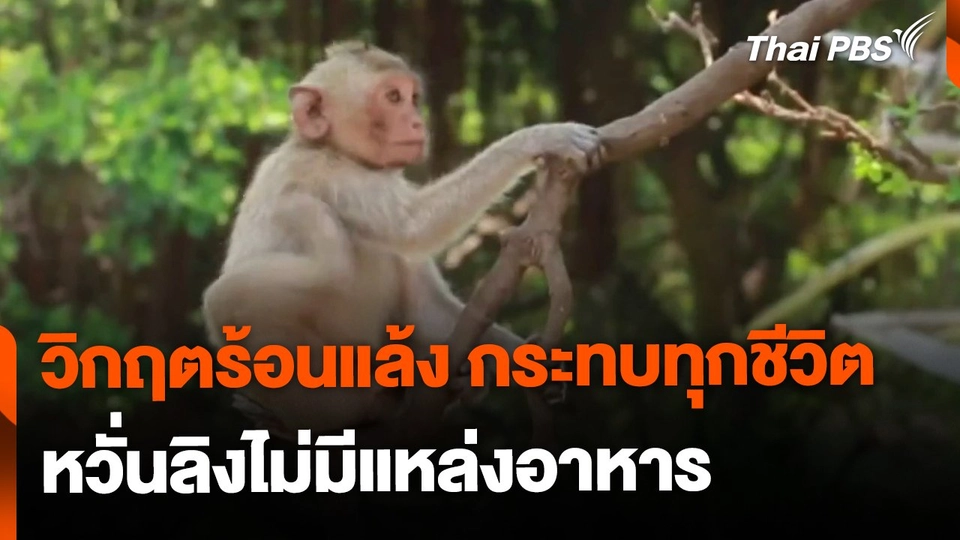 วิกฤตร้อนแล้ง กระทบชีวิตลิง จ.นครสวรรค์