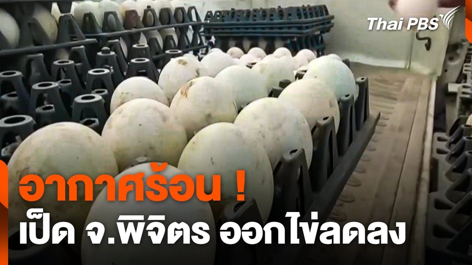 อากาศร้อน ! "เป็ด" จ.พิจิตร ออกไข่ลดลง